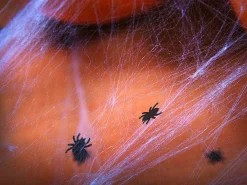 Black Spider Confetti